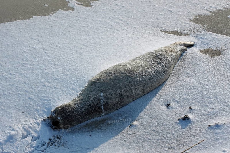 Common harbor seal (Phoca vitulina), found dead on the beach, dead animal blown in the snow, Lower Saxony Wadden Sea National Park, Lower Saxony, Germany, Europe
