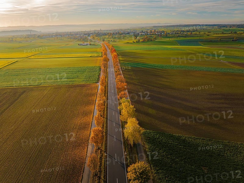 Aerial view of an avenue at sunrise in autumn, Herrenberg, Germany, Europe