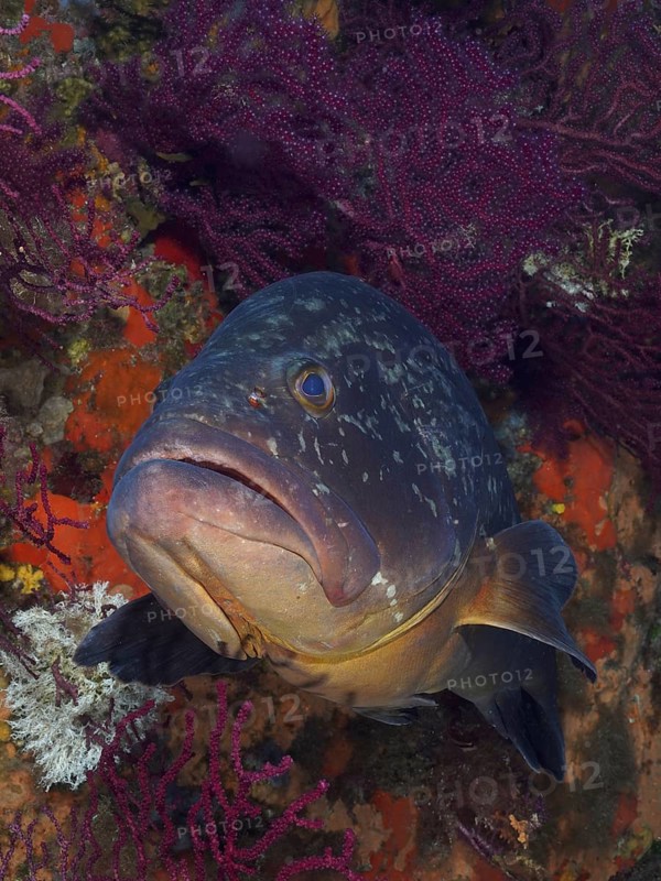 Dusky grouper (Epinephelus marginatus) (Mycteroperca marginatus) and violescent sea-whip (Paramuricea clavata) in the Mediterranean near Hyères. Dive site marine reserve Port Cros, Côte dAzur, France, Europe