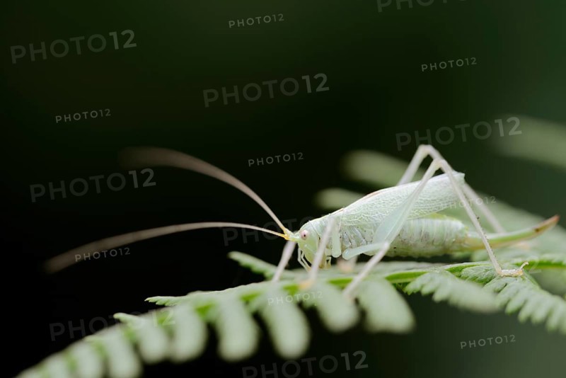 Oak bush-cricket (Meconema thalassinum), female, North Rhine-Westphalia, Germany, Europe