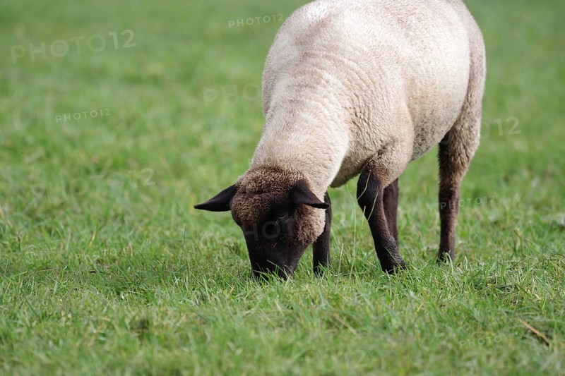 Sheep (Ovis), black-headed sheep, single, pasture, grazing, Germany, A single black-headed sheep eats grass in the pasture area, Europe