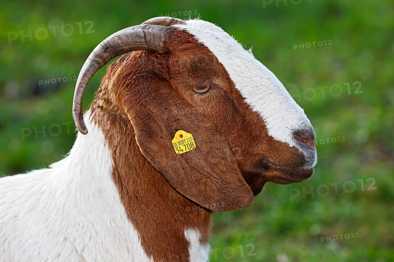 Boer domestic goat (Capra aegagrus hircus) with ear tag, animal portrait, Schleswig-Holstein, Germany, Europe