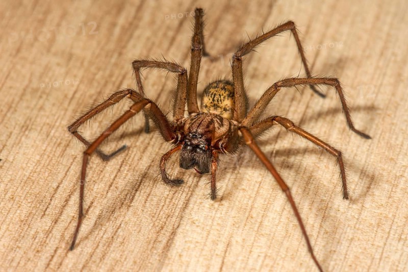 House angle spider (Tegenaria domestica) on the floor, Baden-Württemberg, Germany, Europe