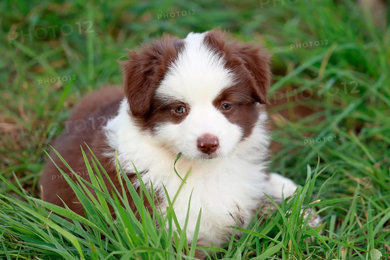 Miniature American Shepherd (Canis lupus familiaris) puppy, puppy lying in tall grass, portrait, Rhineland-Palatinate, Germany, Europe