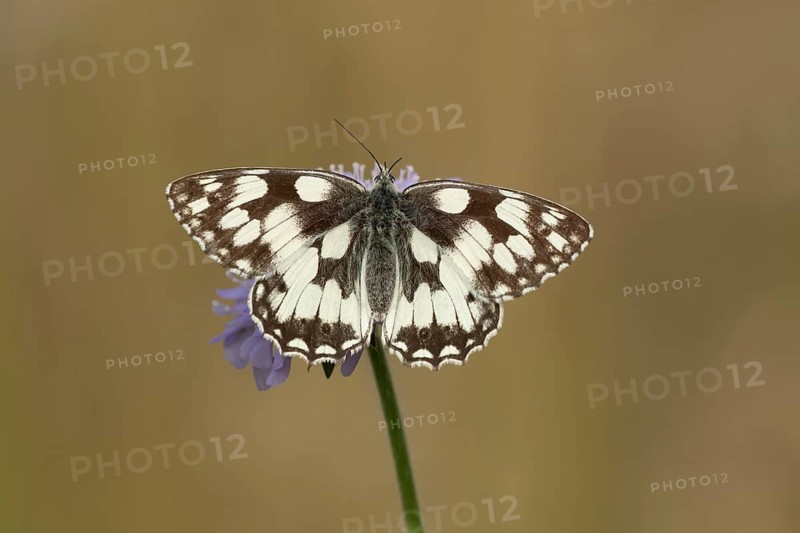 Marbled white (Melanargia galathea) butterfly adult feeding on a Field scabious (Knautia arvensis) flower, Suffolk, England, United Kingdom, Europe