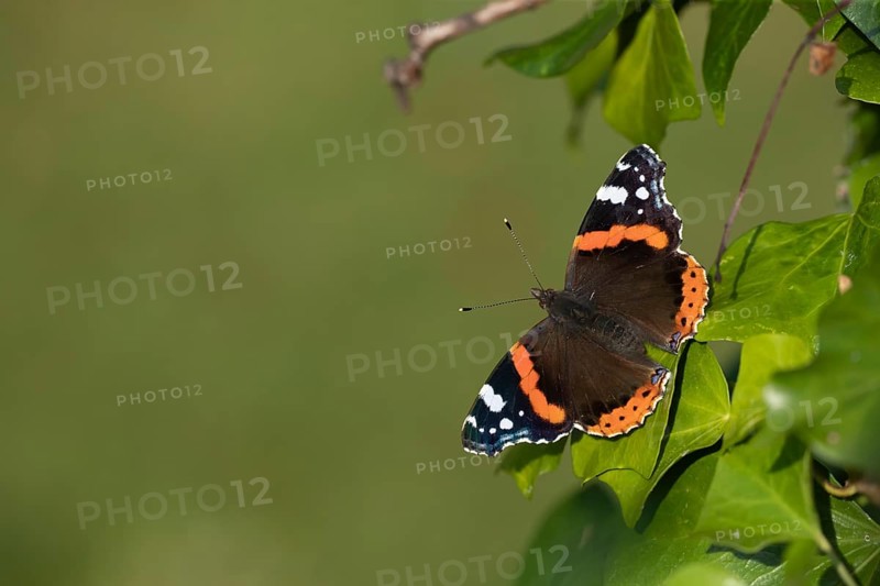 Red admiral (Vanessa atalanta) butterfly adult resting on an Ivy (Hedera helix) leaf, Suffolk, England, United Kingdom, Europe