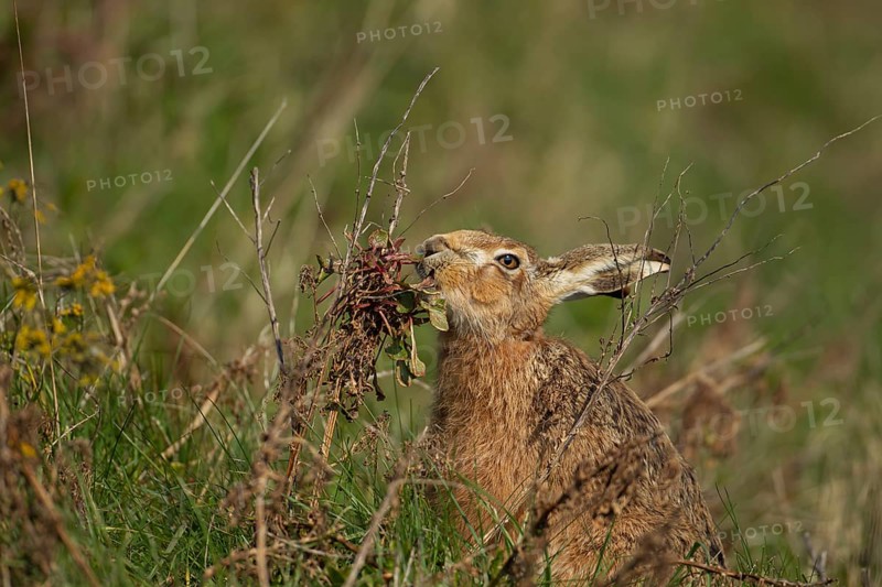 European brown hare (Lepus europaeus) adult feeding on a Sea beet plant, Suffolk, England, United Kingdom, Europe