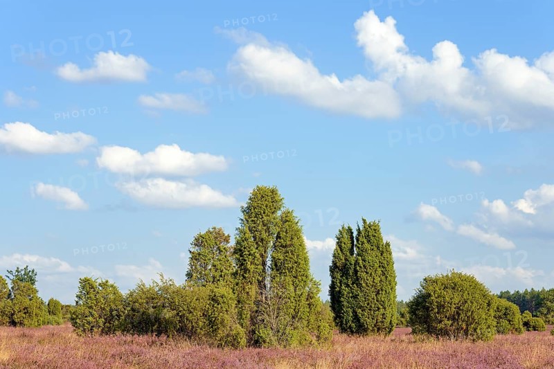 Heathland, typical vegetation, juniper (Juniperus communis) and flowering common heather (Calluna Vulgaris), blue cloudy sky, South Heath nature park Park, Lüneburg Heath, Lower Saxony, Germany, Europe