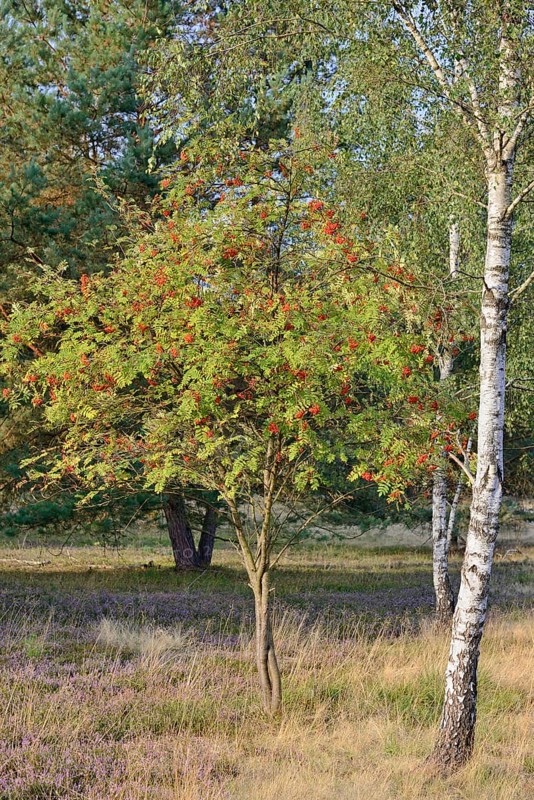 Heath landscape, typical vegetation, european rowan (Sorbus aucuparia) with red fruits and birch (Betula) on the edge of flowering common heather (Calluna Vulgaris), Südheide nature park Park, Lüneburg Heath, Lower Saxony, Germany, Europe
