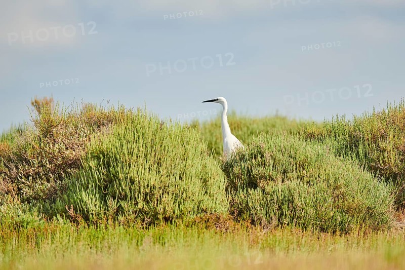 Great egret (Ardea alba) standing behind bushes, Camargue, France, Europe