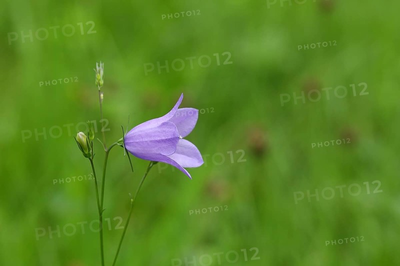 Spreading bellflower (Campanula patula), blue flower, on a nutrient-poor meadow, Wilnsdorf, North Rhine-Westphalia, Germany, Europe
