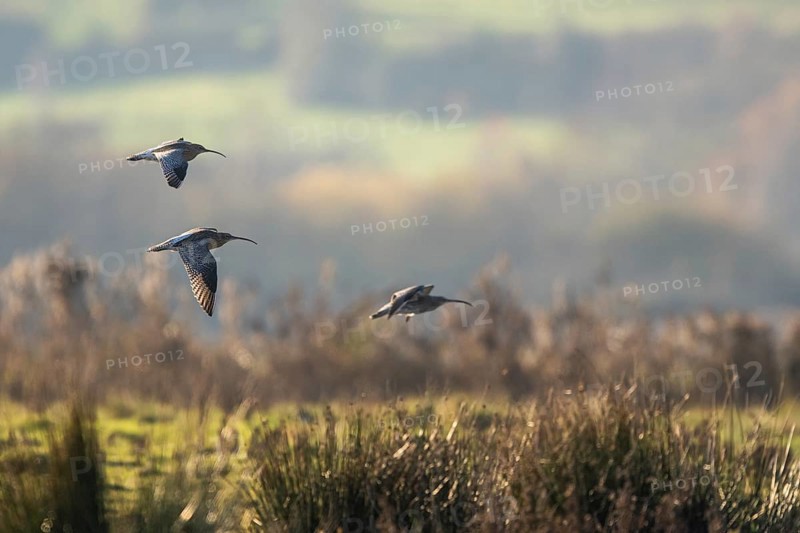 Eurasian Curlew (Numenius arquata) birds in flight over Marshes at winter time