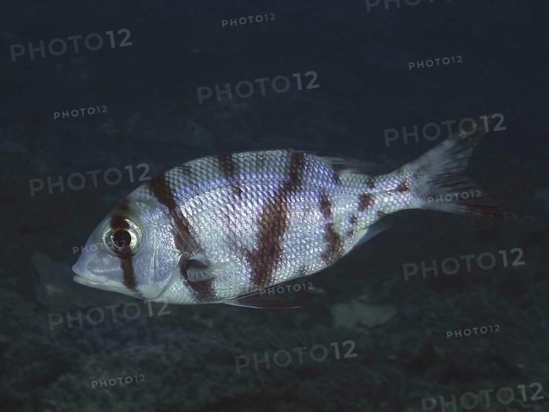 Robinson's big-headed snapper (Gymnocranius grandoculis), big-headed snapper, dive site Sodwana Bay National Park, Maputaland Marine Reserve, KwaZulu Natal, South Africa, Africa