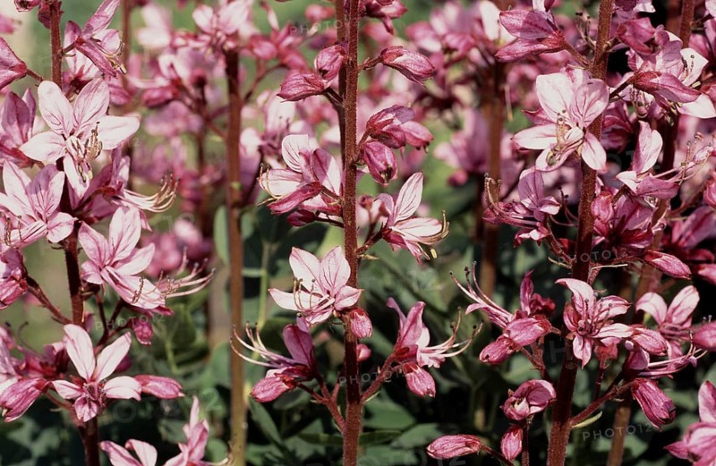 Diptam, also known as Ashwort or dittany (Dictamnus albus), regarded as a medicinal plant in antiquity and the Middle Ages
