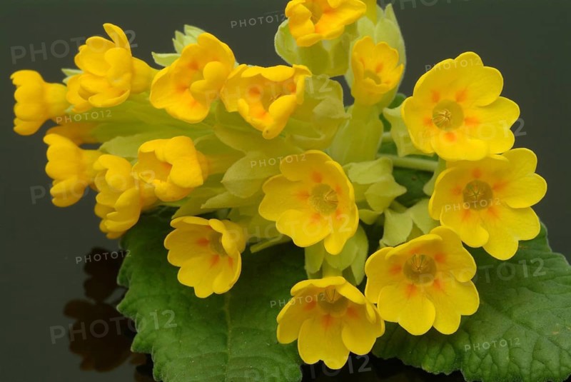 Common cowslip (Primula officinalis), cowslip, apothecary primrose, medicinal plant, flowers