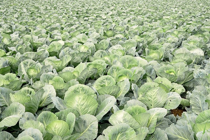 Field with white cabbage, vegetable cultivation, North Rhine-Westphalia, Germany, Europe