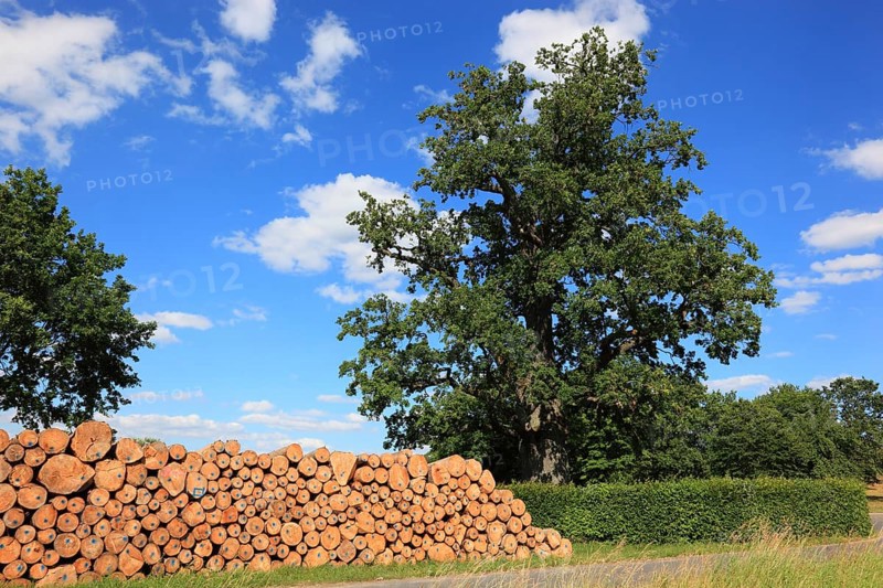 Stacked firewood, stored logs for collection, construction timber, industrial timber, in the background an old oak tree