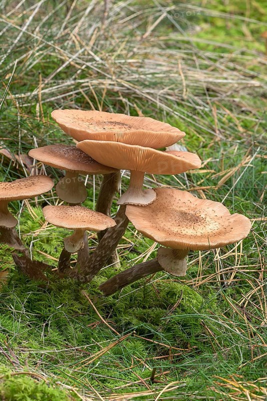 Blusher (Amanita rubescens) in mixed forest, Franconia, Bavaria, Germany, Europe