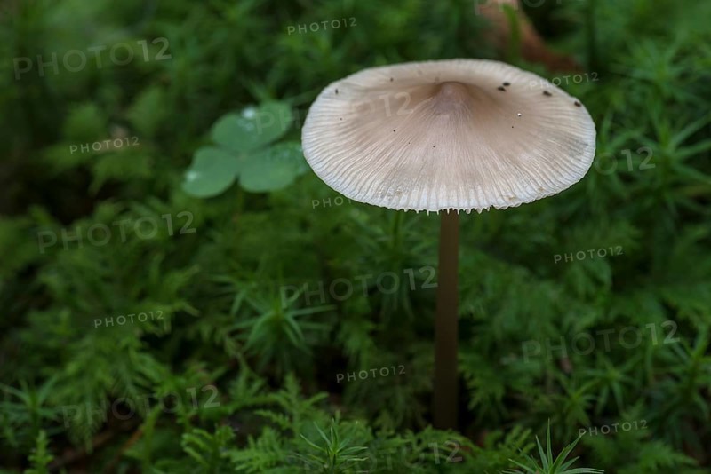 Bonnet (Mycena) in moss, mixed forest, Fanken, Bavaria, Germany, Europe