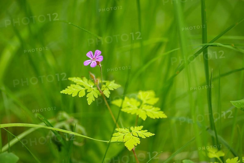 Close-up, Ruprechtskraut (Geranium robertianum), Neustadt am Rübenberge, Germany, Europe