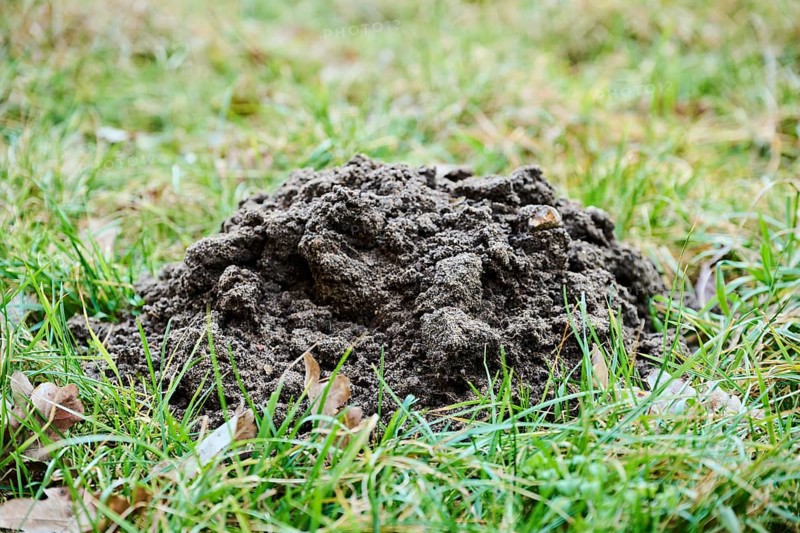 Molehill on a meadow, Upper Palatinate, Bavaria, Germany, Europe