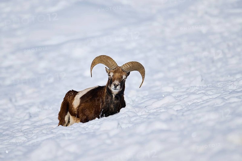 European mouflon (Ovis aries musimon) ram on a snowy meadow in the mountains in tirol, Kitzbühel, Wildpark Aurach, Austria, Europe