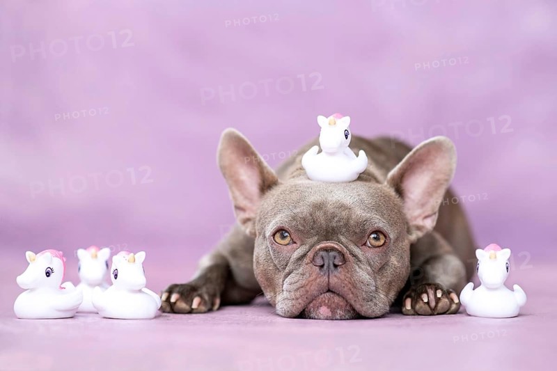 French Bulldog dog with cute unicorn rubber duck toys on head in front of purple background