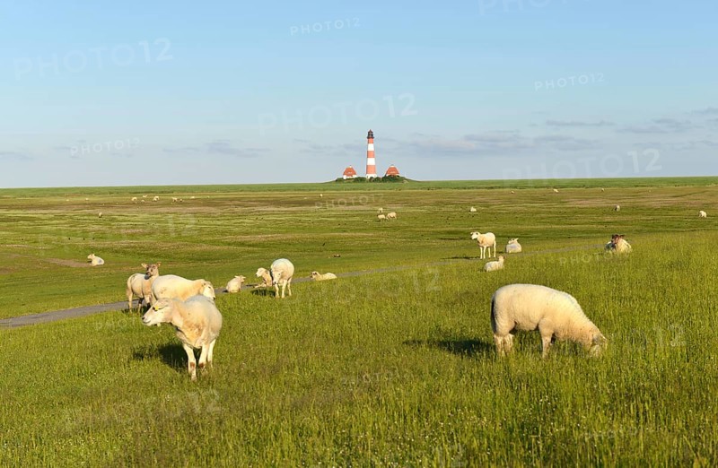 Sheep at the lighthouse Westerheversand, Germany, Europe