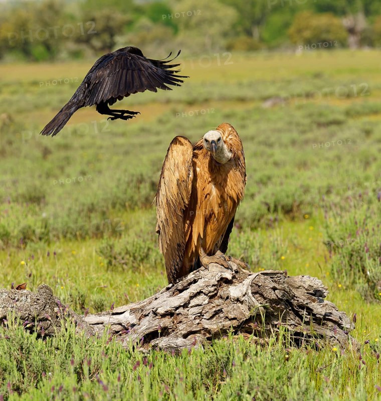 Griffon Vulture (Gyps fulvus) and Common Raven (Corvus corax) on the luder, Common Raven teases a Griffon Vulture, Castilla-La Mancha, Spain, Europe