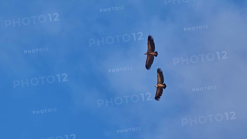 Two Griffon Vulture in flight, blue sky with white clouds, Rodopou Peninsula, West Crete, Crete Island, Greece, Europe