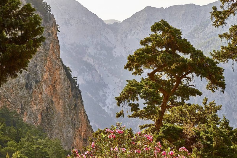 Rock face, canyon walls, single large tree, backlight, Samaria Gorge, Samaria, gorge, national park, Omalos, Lefka Ori, White Mountains, West Crete, island of Crete, Greece, Europe