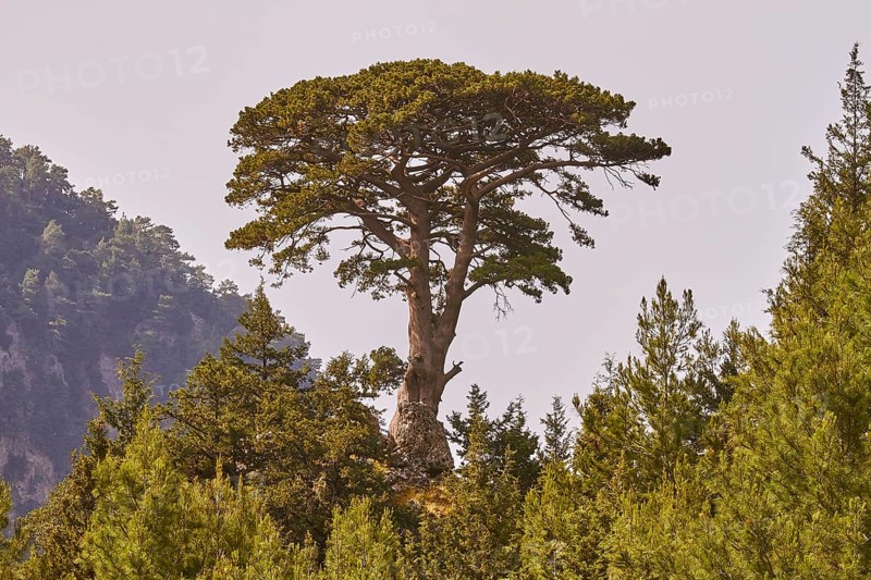 Single giant tree, Samaria Gorge, Samaria, gorge, national park, light blue sky, Omalos, Lefka Ori, White Mountains, West Crete, island of Crete, Greece, Europe