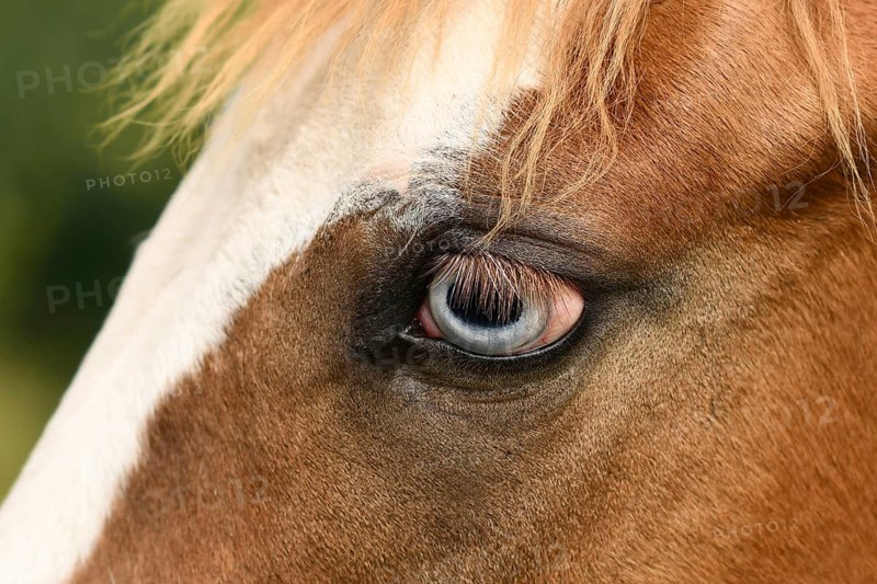 Close up of light blue eye of Pinto horse with genetic mutation affecting pigment development in the iris, called complete heterochromia