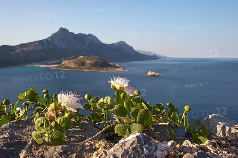 Flowering capers (capparis Flores) on fortress wall, Venetian sea fortress Gramvoussa, lagoon, island, mountain, blue sea, peninsula Gramvoussa, pirate bay, Balos, Tigani, blue cloudless sky, West Crete, island Crete, Greece, Europe