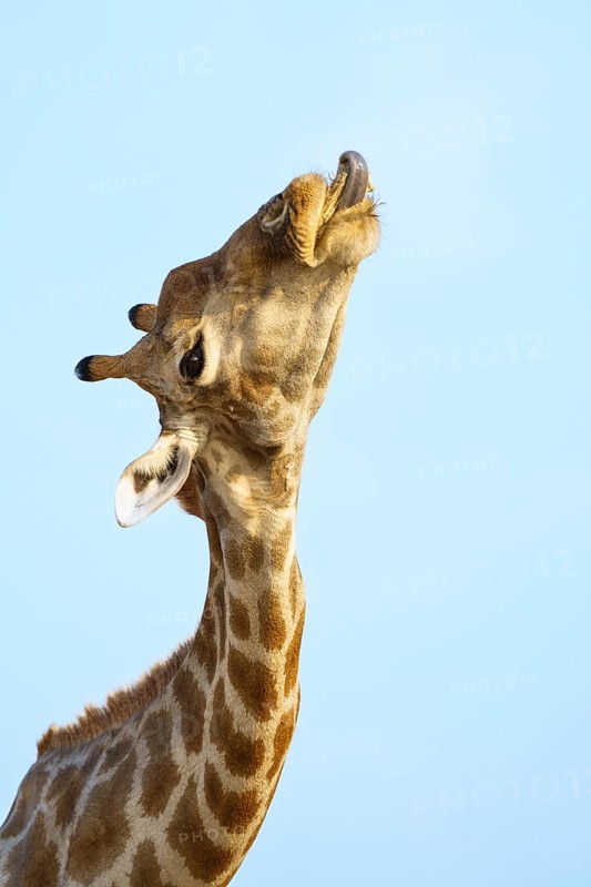 Giraffe (Giraffa camelopardalis) chewing licking on an animal bone. Etosha National Park, Namibia, Africa
