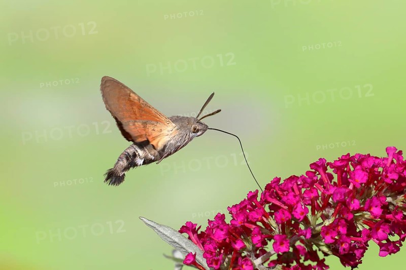 Hummingbird hawk-moth (Macroglossum stellatarum), flying, sucking nectar on flower of butterfly-bush (Buddleja davidii), Siegerland, North Rhine-Westphalia, Germany, Europe