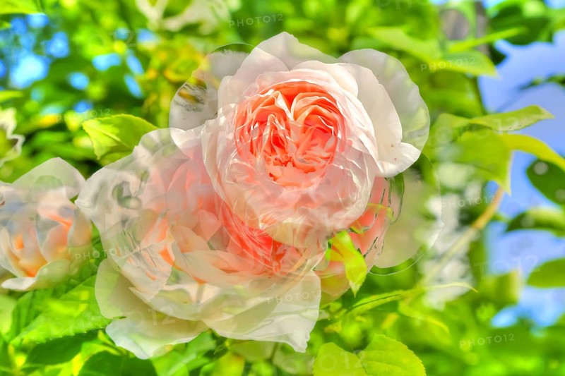Oil painting, rose (pink), pink blossoms, delicate pink, fragrant, light, romantic, greeting card motif, flower motif, flowers creative, plants, light green leaves, artistic shot, blossoms alienated, plants, impressionistic art style, lively summer atmosphere, allover, alienation, dense flower field, bright colours, garden, flower bed, plants, Germany, Europe
