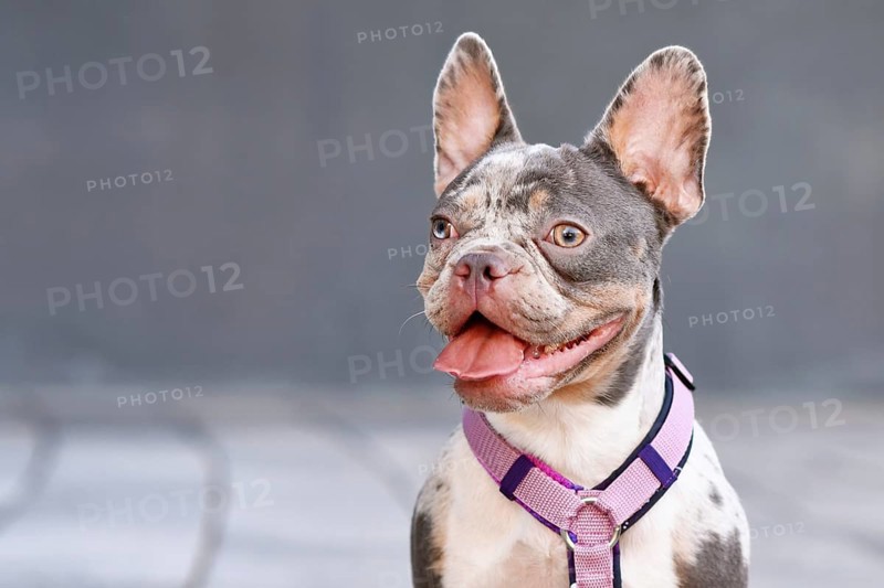 Portrait of merle tan French Bulldog dog with pink dog harness