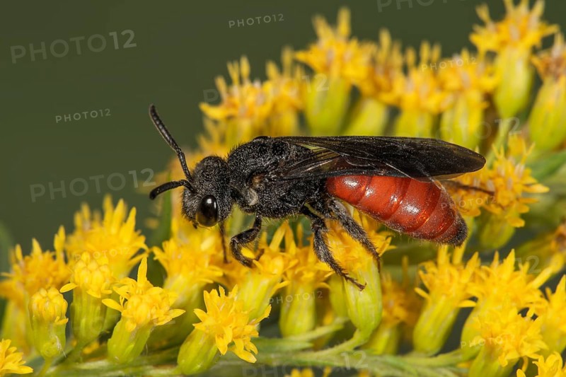 Sweat bee (Sphecodes) on Canada goldenrod (Solidago canadensis), Baden-Württemberg, Germany, Europe