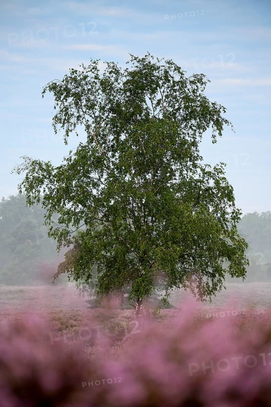 Birch in heather, Westruper Heide, Haltern, North Rhine-Westphalia, Germany, Europe