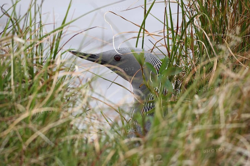 Black-throated loon (Gavia arctica) safe on nest, Northern Norway, Scandinavia