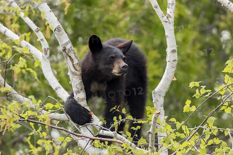 A young black bear is sitting in a tree and eats fresh birch spring leaves. Forillon national park. Province of Québec. Canada