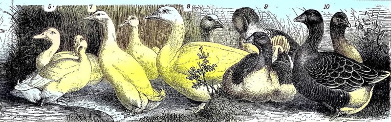 Poultry, Aylesbury Duck, Peking Duck, Emden Goose, Pomeranian Goose, Toulouse Goose, Historical, Reproduction of an original 19th century artwork, digitally enhanced