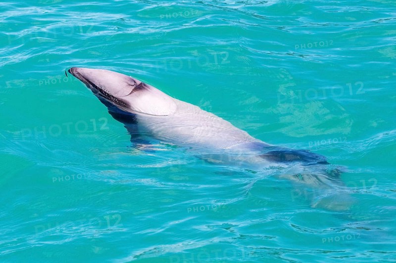 Hector-Delphin (Cephalorhychus hectori), Bootsfahrt, Akaroa, Banks-Halbinsel, Canterbury, Neuseeland