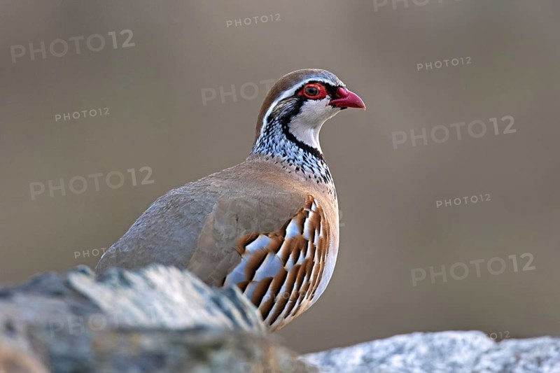 Red-legged partridge (Alectoris rufa) male, introduced gamebird in the Scottish Highlands of the Cairngorms NP, Badenoch and Strathspey, Scotland, UK