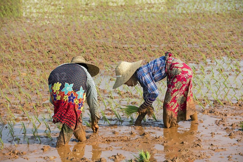Two Burmese women with a bamboo hats, planting rice plants in wet rice field in the Taunggyi District, Shan State, Myanmar, Burma, Asia