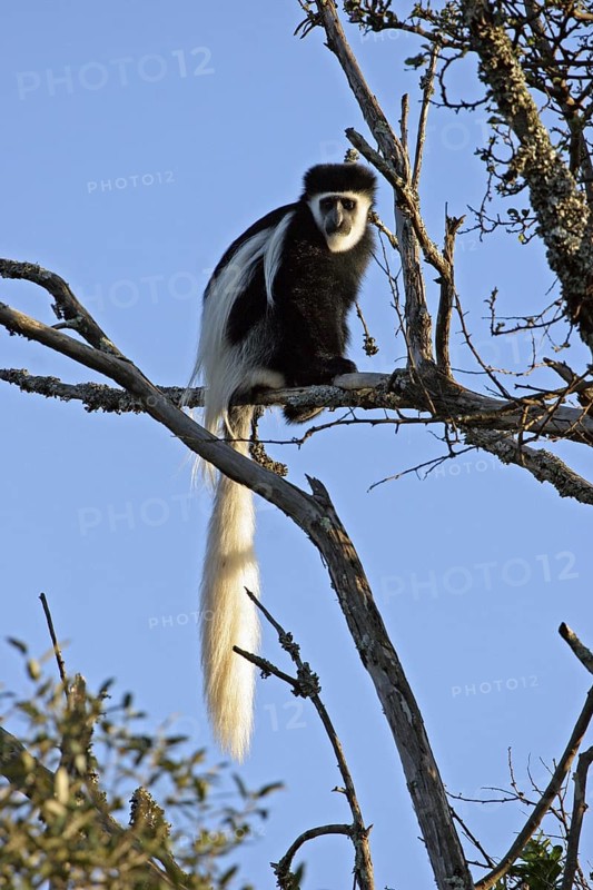 Eastern black and white (colobus) monkey, mantled guereza (Colobus guereza) in tree, Mount Kenya, East Africa