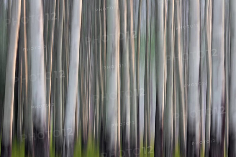 Abstract image of aspen tree trunks in forest