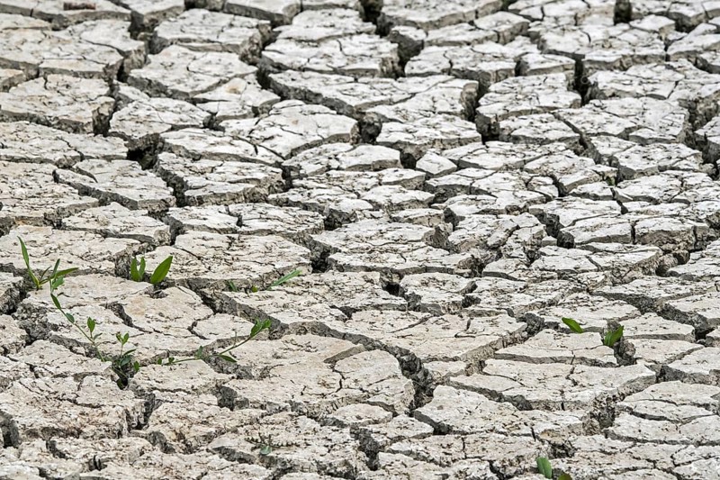 New shoots of plants in dry cracked clay mud in dried up lake bed caused by prolonged drought in summer in hot weather temperatures during heatwave