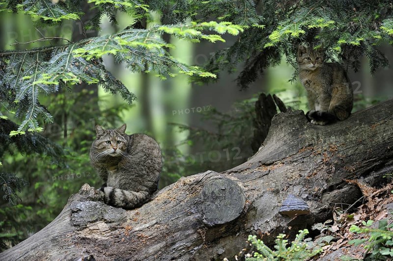 Wild cat (Felis silvestris) and kitten sitting on fallen tree trunk in woodland, Bavarian Forest, Germany, Europe